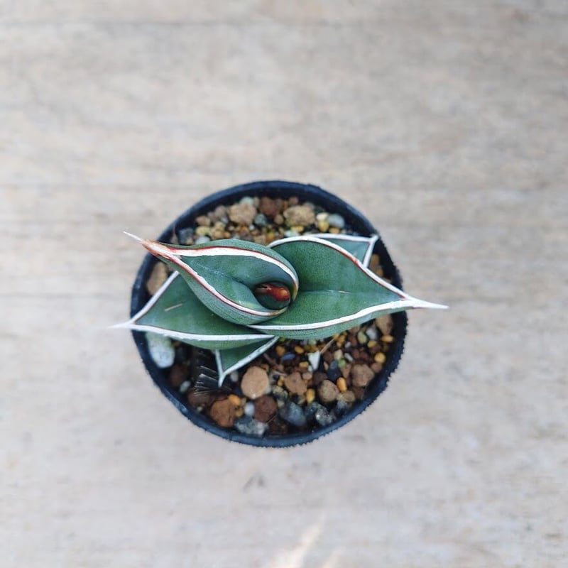 Sansevieria rorida サンスベリア ロリダ R10 | My-Favthings