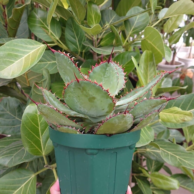 アガベ ボビコルヌタ カウズ・ホーン 3 Agave bovicornuta Cows Hor