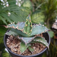 アガベ チタノタ 13 Agave titanota【送料一律500円】