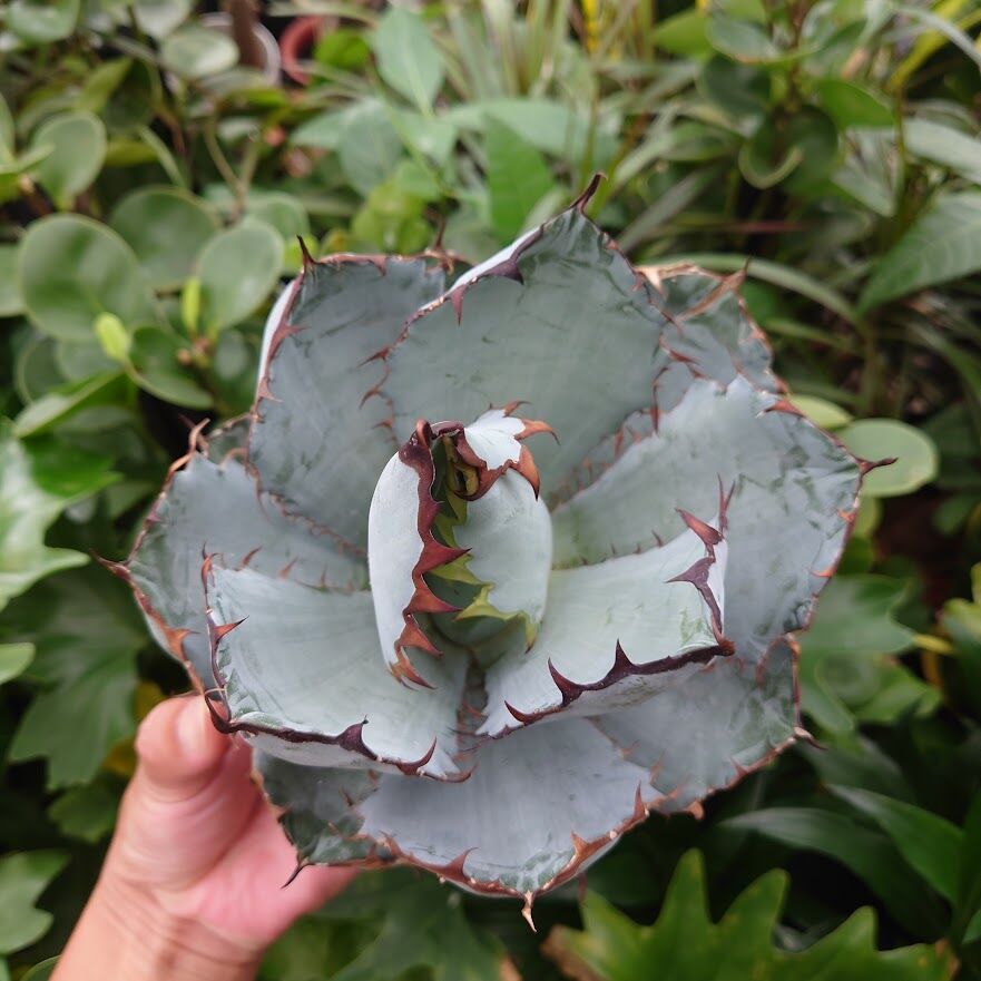 アガベ チタノタ ブラックアンドブルー Agave titanota アガベ チタノタ ブラックアンドブルー Agave titanota