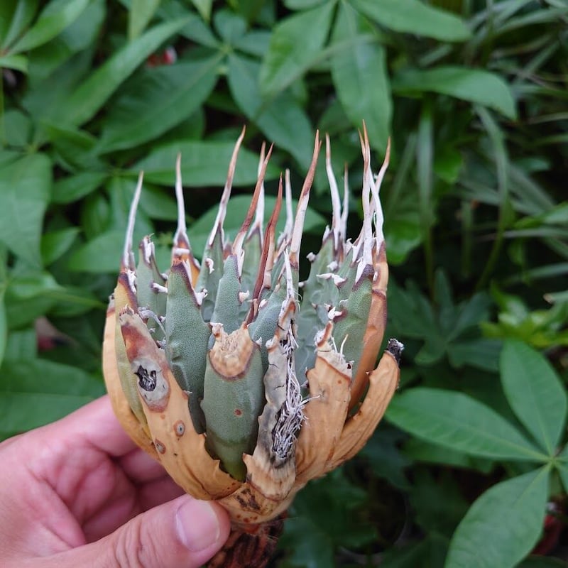 アガベ ユタエンシス ネバデンシス YN8 Agave uthaensis var
