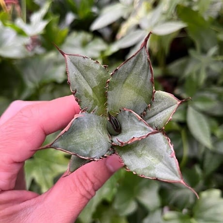 アガベ チタノタ レッドゴースト RG2 Agave titanota “赤鬼“ redghost