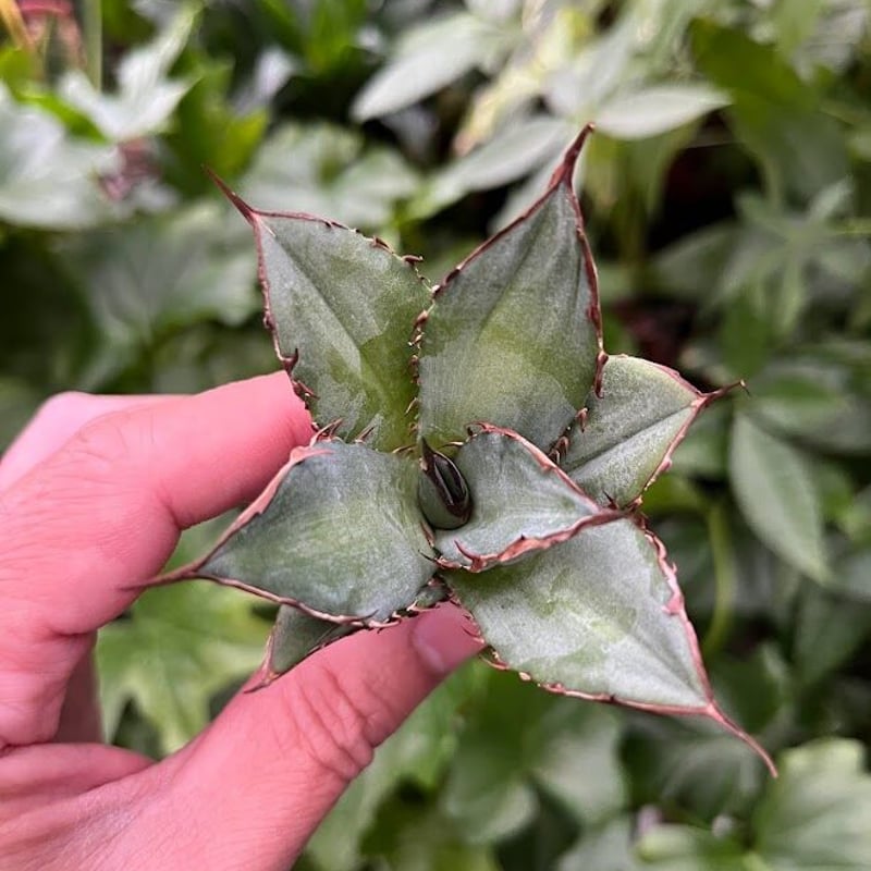 アガベ チタノタ レッドゴースト RG2 Agave titanota “赤鬼“ redgho