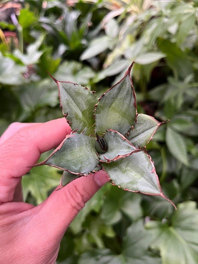 アガベ チタノタ レッドゴースト RG2 Agave titanota “赤鬼“ redgho