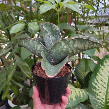 Sansevieria sp. Mafinga Tanzania Dragon Wing サンスベリア ドラゴンウィング LL2