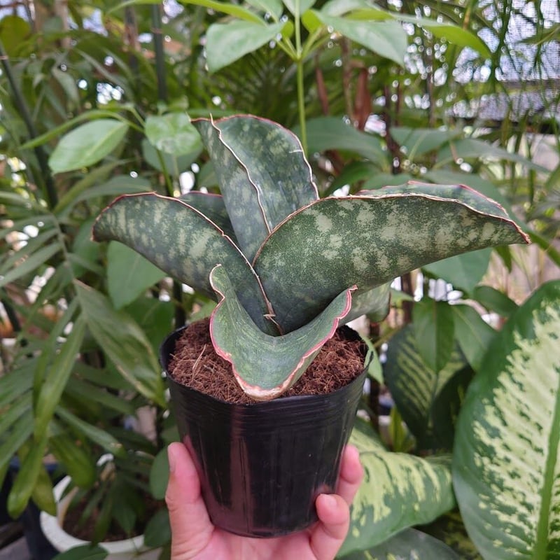 Sansevieria sp. Mafinga Tanzania Dragon Wing サン