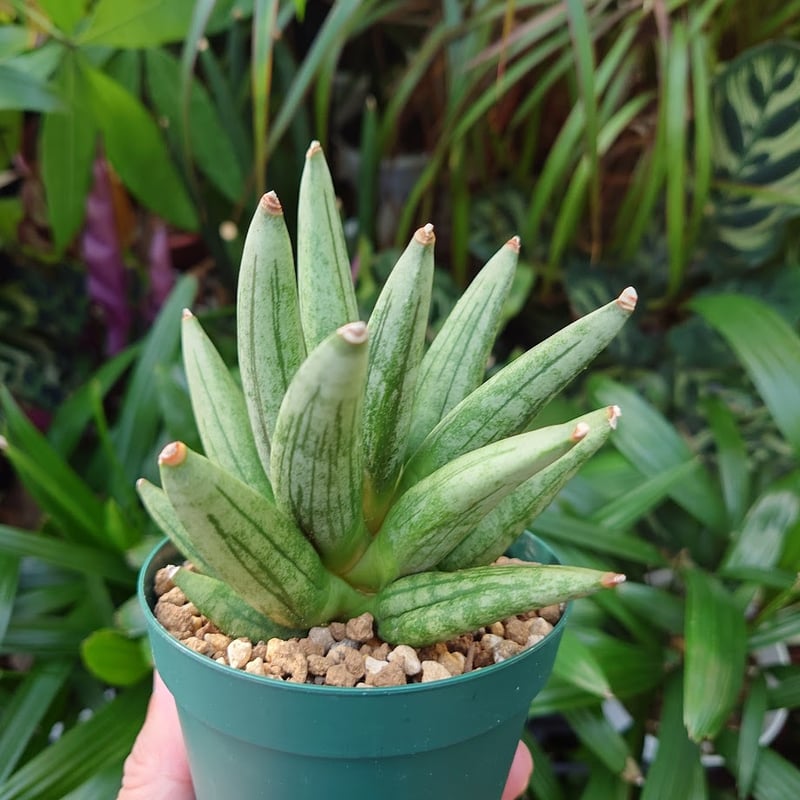 サンスベリア ヘッジホック サンスベリア ヘッジホッグ 2 Sansevieria Hedgehog | My-Favth