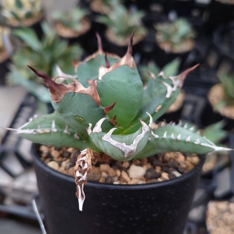 アガベ チタノタ 姫厳龍 1 Agave titanota dwarf