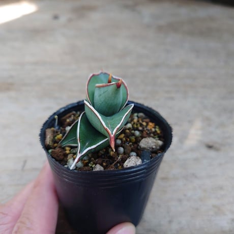 Sansevieria rorida サンスベリア ロリダ R5