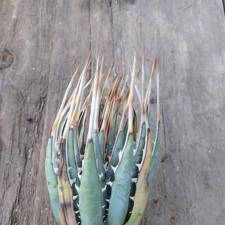 アガベ ユタエンシス ネバデンシス 4 Agave uthaensis var. nevadensis