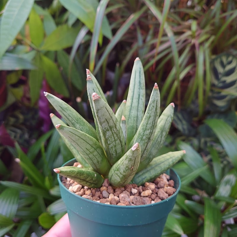 サンスベリア ヘッジホッグ 2 Sansevieria Hedgehog | My-Favth