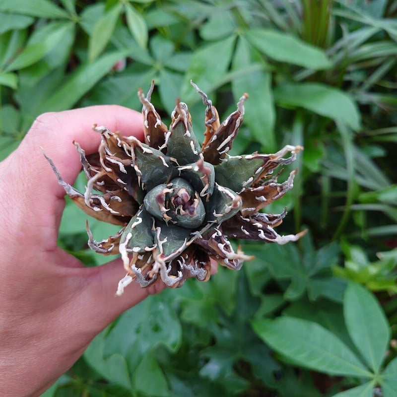 アガベ ユタエンシス ネバデンシス YN5 Agave uthaensis var