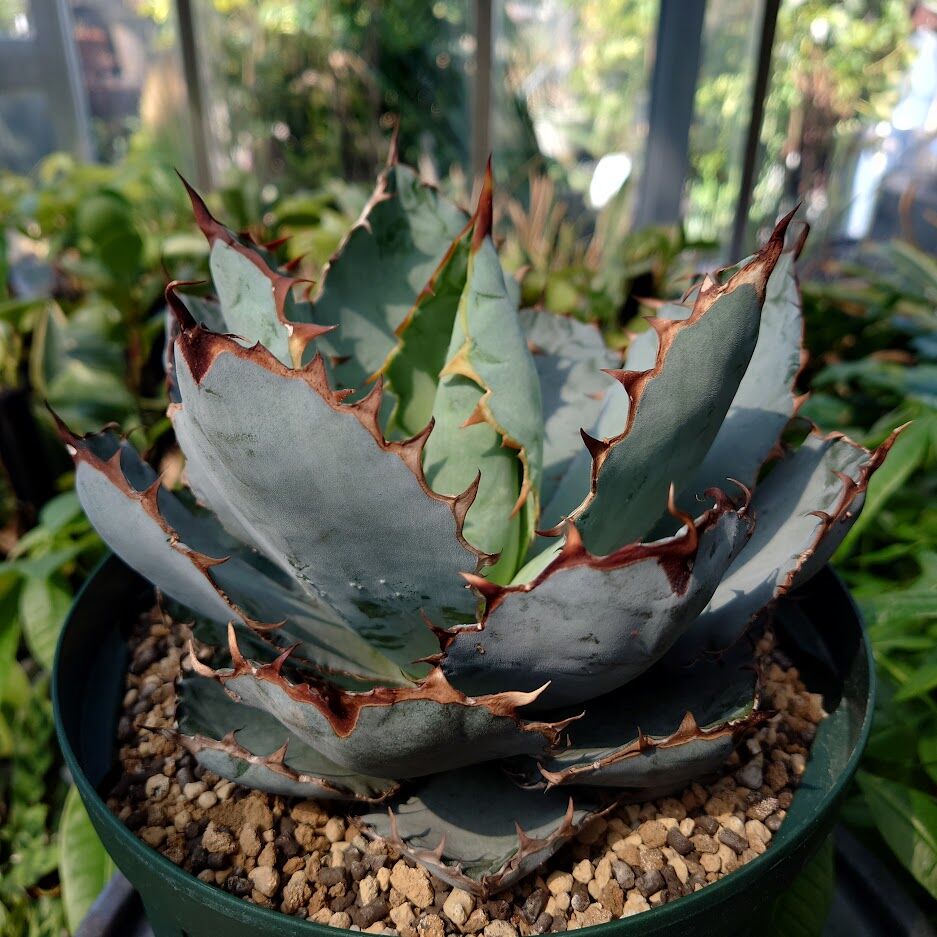 アガベ チタノタ ブラックアンドブルー Agave titanota black&blue B