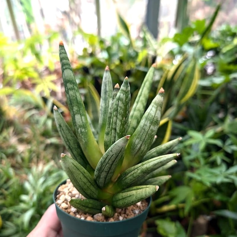 サンスベリア ヘッジホック サンスベリア ヘッジホッグ 2 Sansevieria Hedgehog | My-Favth