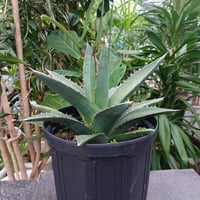 アガベ チタノタ アザラシ 海豹 CS4 agave titanota Compacta 'S アガベ チタノタ アザラシ 海豹 CS4 agave titanota Compacta 'S