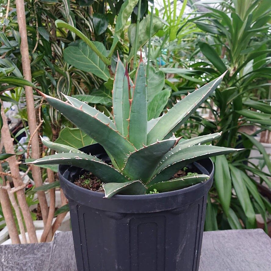 アガベ パープソラム 帝釈天 Agave purpusorum 2 | My-Favthings