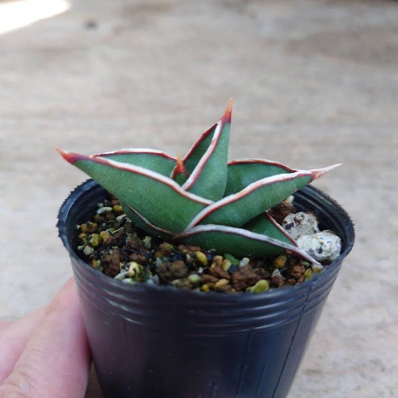 Sansevieria rorida サンスベリア ロリダ R4 | My-Favthings