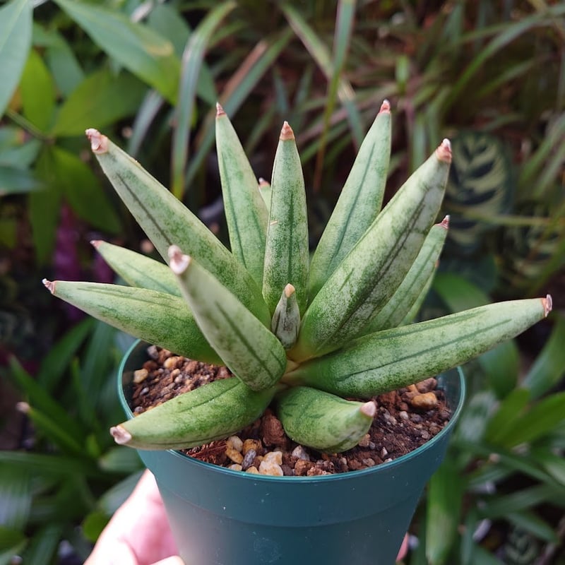サンスベリア ヘッジホッグ 1 Sansevieria Hedgehog | My-Favth サンスベリア ヘッジホッグ 1 Sansevieria Hedgehog | My-Favth