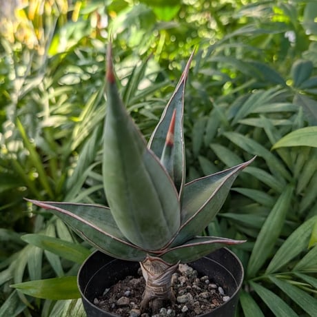 Sansevieria Pinguicula サンセベリア ピングイキュラ SP15