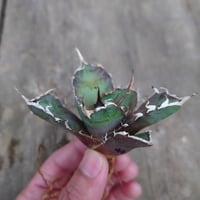 アガベ チタノタ 白鯨 2 Agave titanota white whale