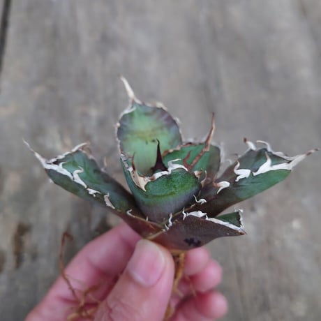 アガベ チタノタ 白鯨 2 Agave titanota white whale