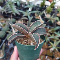 Sansevieria hallii Pink Bat サンスベリア ピンクバット 9 【送料一律500円】