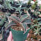 Sansevieria hallii Pink Bat サンスベリア ピンクバット 9 【送料一律500円】