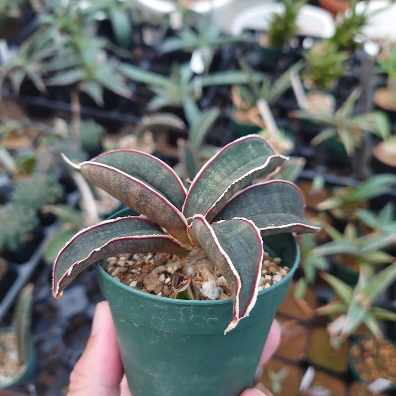 サンスベリア「ピンクバット」 サンスベリア ピンクバット Sansevieria hallii Pink Bat 8 | My-Favthings