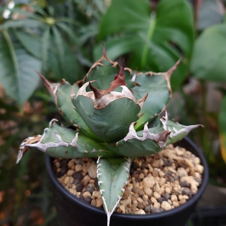 アガベ チタノタ 姫厳龍 1 Agave titanota dwarf