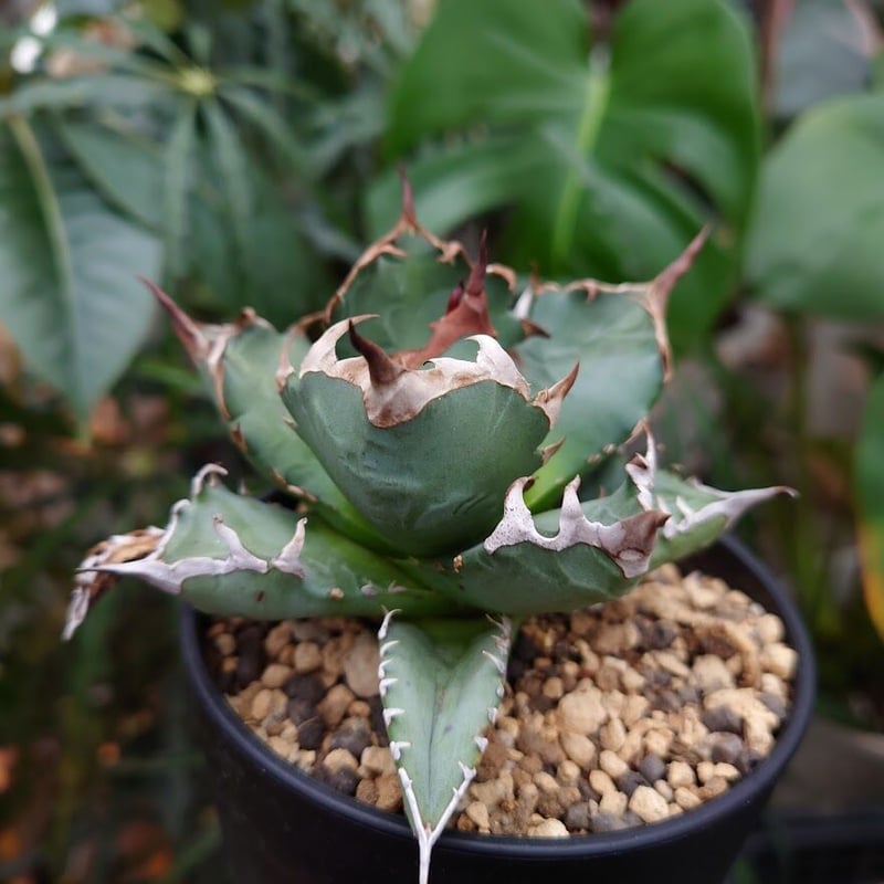 アガベ チタノタ 姫厳龍 1 Agave titanota dwarf | My-Favthings