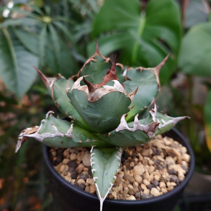 アガベ チタノタ 姫厳龍 1 Agave titanota dwarf | My-Favthings