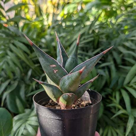 Sansevieria Pinguicula サンセベリア ピングイキュラ SP11
