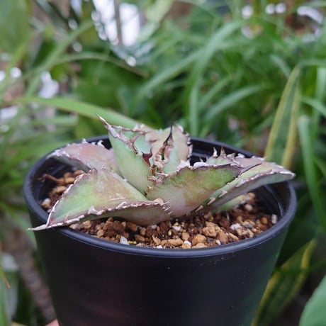 アガベ チタノタ 13 Agave titanota【送料一律500円】
