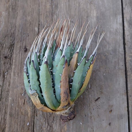 アガベ ユタエンシス ネバデンシス 1 Agave uthaensis var. nevadensis