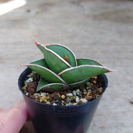 Sansevieria rorida サンスベリア ロリダ R3