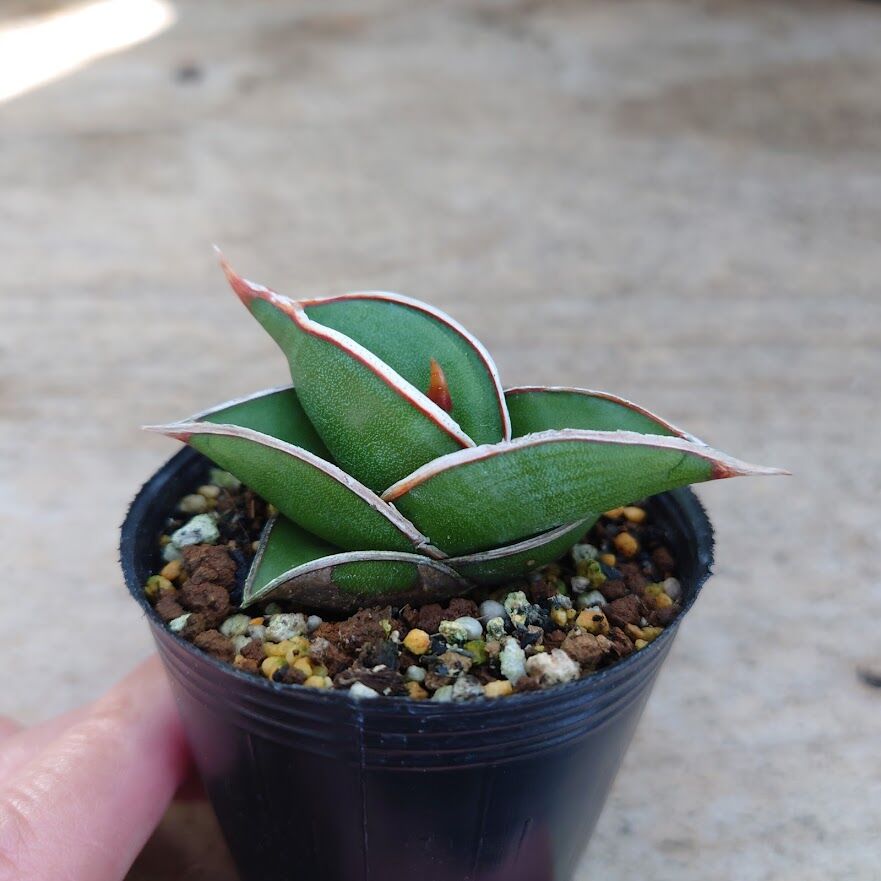 Sansevieria rorida サンスベリア ロリダ R3 | My-Favthings