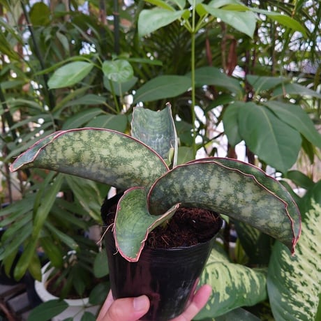 Sansevieria sp. Mafinga Tanzania Dragon Wing サンスベリア ドラゴンウィング LL5