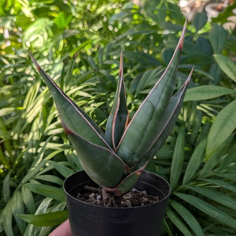 Sansevieria Pinguicula サンセベリア ピングイキュラ SP17 | My