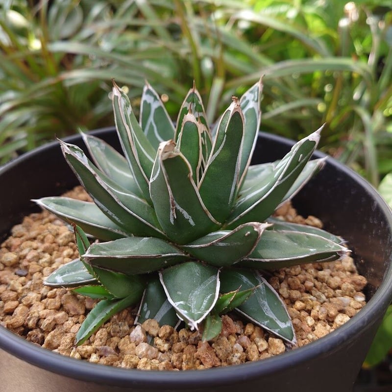 アガベ 笹の雪 4 Agave victoriae reginae 子株3付 | My-Fav