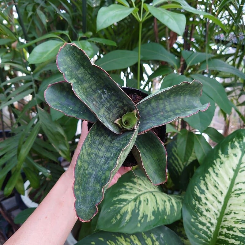 Sansevieria sp. Mafinga Tanzania Dragon Wing サン...