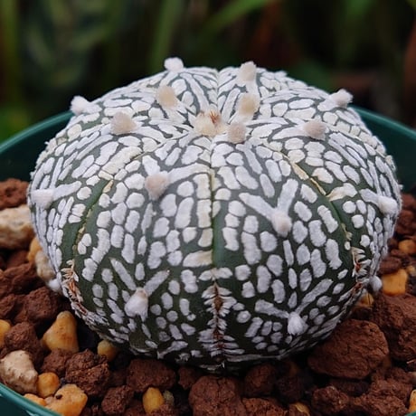 アストロフィツム スーパー兜 Vタイプ 1 Astrophytum asterias cv 'Super Kabuto' V