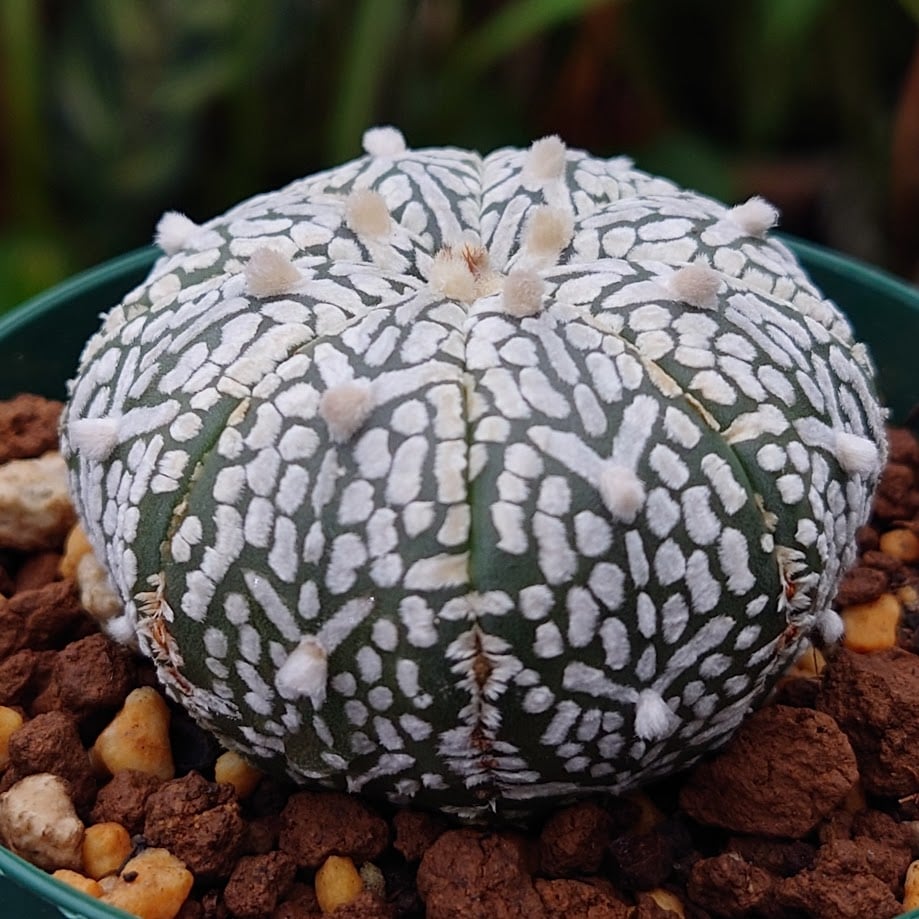 アストロフィツム スーパー兜 Vタイプ 1 Astrophytum asterias cv '
