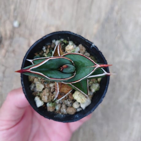 Sansevieria rorida サンスベリア ロリダ 5