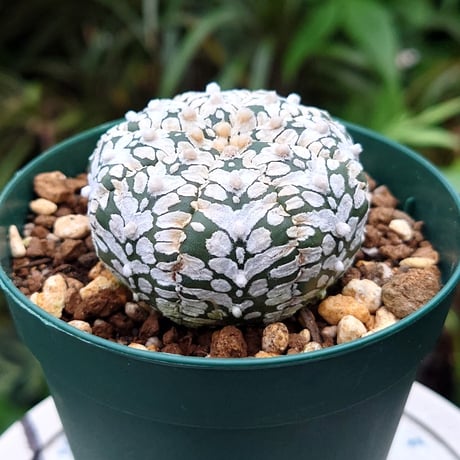 アストロフィツム スーパー兜 Vタイプ 2 Astrophytum asterias cv 'Super Kabuto' V