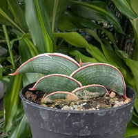 Sansevieria rorida サンスベリア ロリダ R20