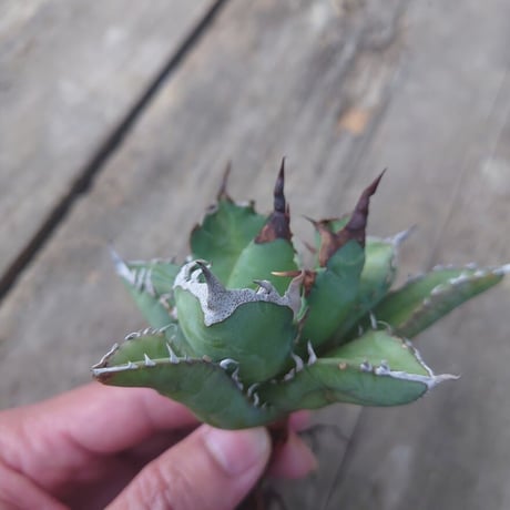 アガベ チタノタ 姫厳龍 1 Agave titanota dwarf
