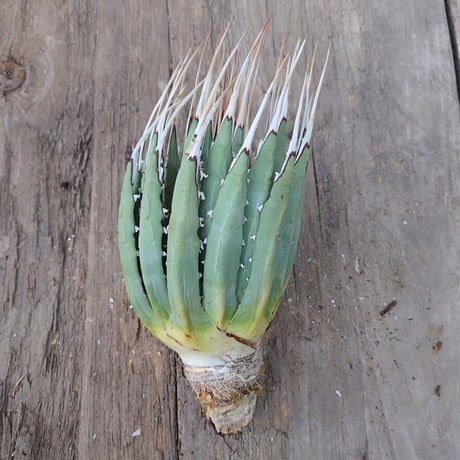 アガベ ユタエンシス ネバデンシス 2 Agave uthaensis var. nevadensis