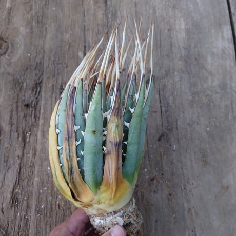 アガベ ユタエンシス ネバデンシス 4 Agave uthaensis var. nevadensis