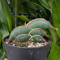 Sansevieria rorida サンスベリア ロリダ R19