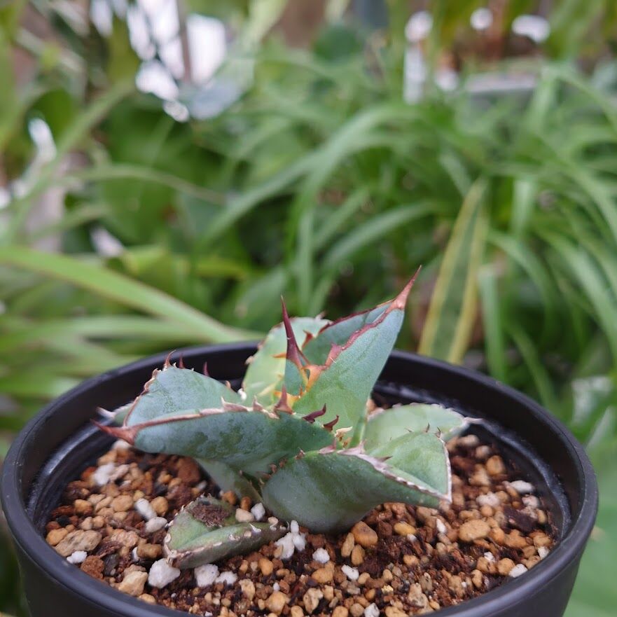 アガベ チタノタ 白火焔 ホワイトファイヤー 活着済み 【公式通販】